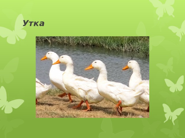 Утка 