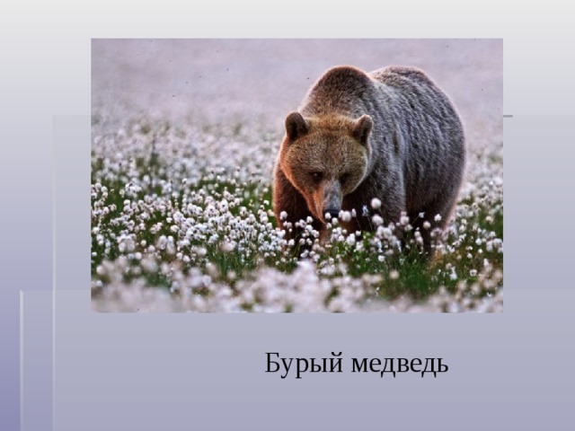 Бурый медведь 
