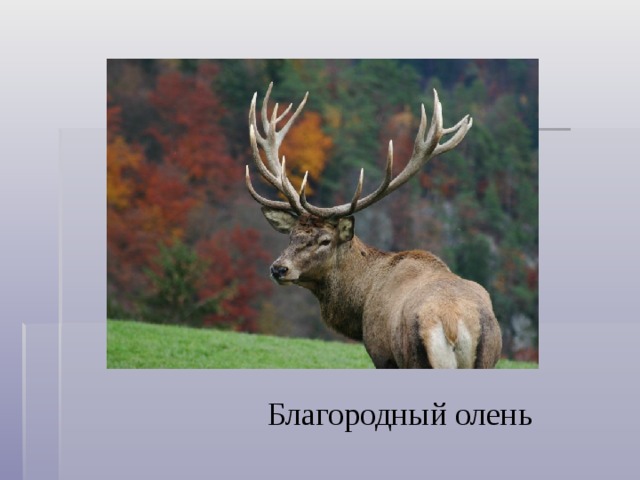 Благородный олень 