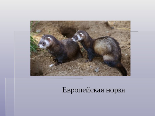 Европейская норка 