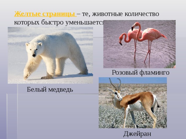 Желтые страницы – те, животные количество которых быстро уменьшается. Розовый фламинго Белый медведь Джейран 