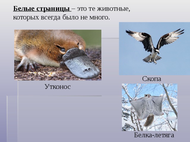 Белые страницы – это те животные, которых всегда было не много. Скопа Утконос Белка-летяга 