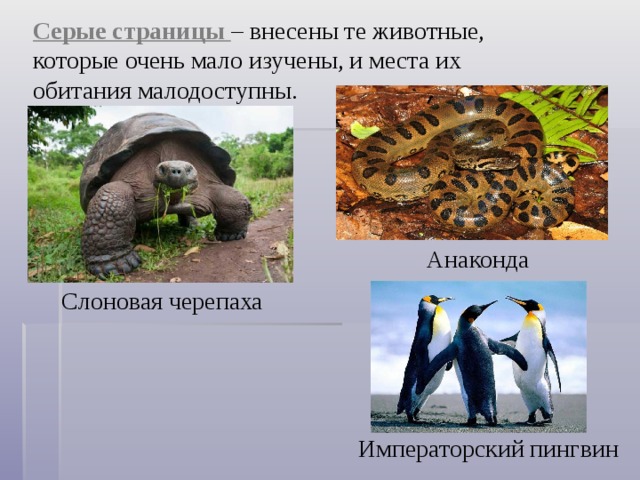Серые страницы – внесены те животные, которые очень мало изучены, и места их обитания малодоступны. Анаконда Слоновая черепаха Императорский пингвин 