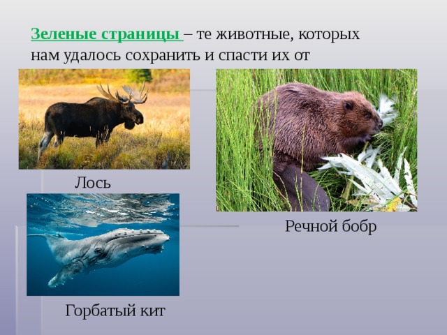 Зеленые страницы – те животные, которых нам удалось сохранить и спасти их от вымирания. Лось Речной бобр Горбатый кит 