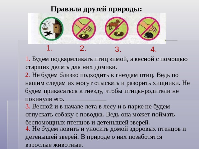 Правила друзей природы: 1. 2. 3. 4. 1. Будем подкармливать птиц зимой, а весной с помощью старших делать для них домики. 2. Не будем близко подходить к гнездам птиц. Ведь по нашим следам их могут отыскать и разорить хищники. Не будем прикасаться к гнезду, чтобы птицы-родители не покинули его. 3. Весной и в начале лета в лесу и в парке не будем отпускать собаку с поводка. Ведь она может поймать беспомощных птенцов и детенышей зверей. 4. Не будем ловить и уносить домой здоровых птенцов и детенышей зверей. В природе о них позаботятся взрослые животные. 