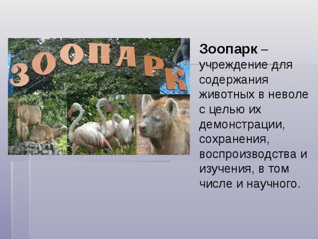 Зоопарк –учреждение для содержания животных в неволе с целью их демонстрации, сохранения, воспроизводства и изучения, в том числе и научного. 