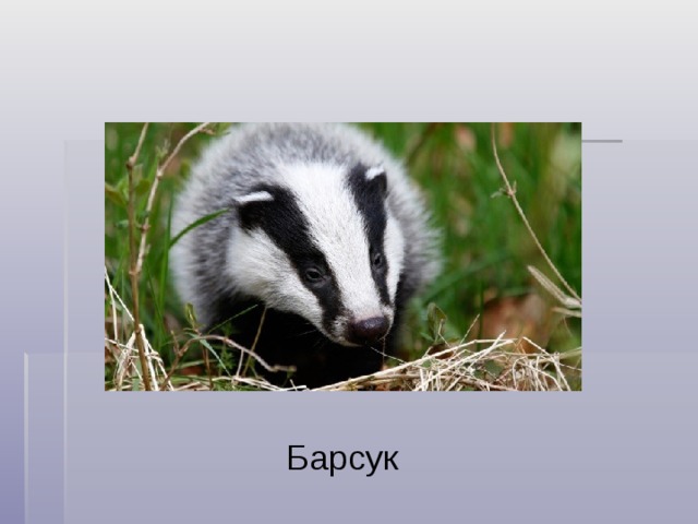 Барсук 