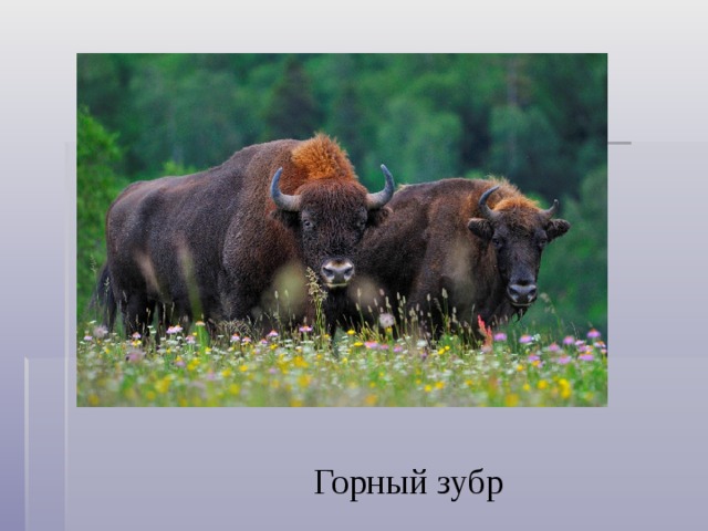 Горный зубр 