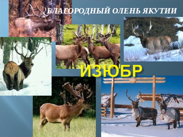 БЛАГОРОДНЫЙ ОЛЕНЬ ЯКУТИИ  