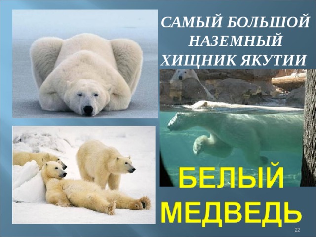 САМЫЙ БОЛЬШОЙ НАЗЕМНЫЙ ХИЩНИК ЯКУТИИ   