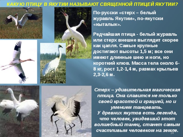 КАКУЮ ПТИЦУ В ЯКУТИИ НАЗЫВАЮТ СВЯЩЕННОЙ ПТИЦЕЙ ЯКУТИИ? По-русски «стерх – белый журавль Якутии», по-якутски «кыталык». Редчайшая птица - белый журавль или стерх внешне выглядит скорее как цапля. Самые крупные достигают высоты 1,5 м; все они имеют длинные шею и ноги, но короткий клюв. Масса тела около 6-8 кг, рост 1,2-1,4 м, размах крыльев 2,3-2,6 м.  Стерх – удивительная магическая птица. Она славится не только своей красотой и грацией, но и умением танцевать. У древних якутов есть легенда, что человек, увидевший этот волшебный танец, станет самым счастливым человеком на земле.  