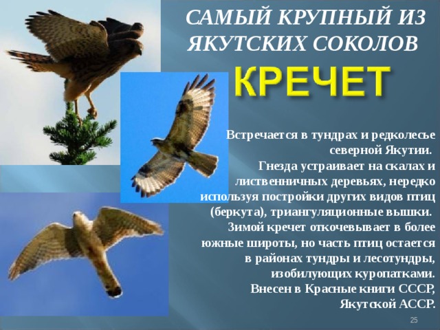 САМЫЙ КРУПНЫЙ ИЗ ЯКУТСКИХ СОКОЛОВ Встречается в тундрах и редколесье северной Якутии.  Гнезда устраивает на скалах и лиственничных деревьях, нередко используя постройки других видов птиц (беркута), триангуляционные вышки.  Зимой кречет откочевывает в более южные широты, но часть птиц остается в районах тундры и лесотундры, изобилующих куропатками.  Внесен в Красные книги СССР, Якутской АССР.  