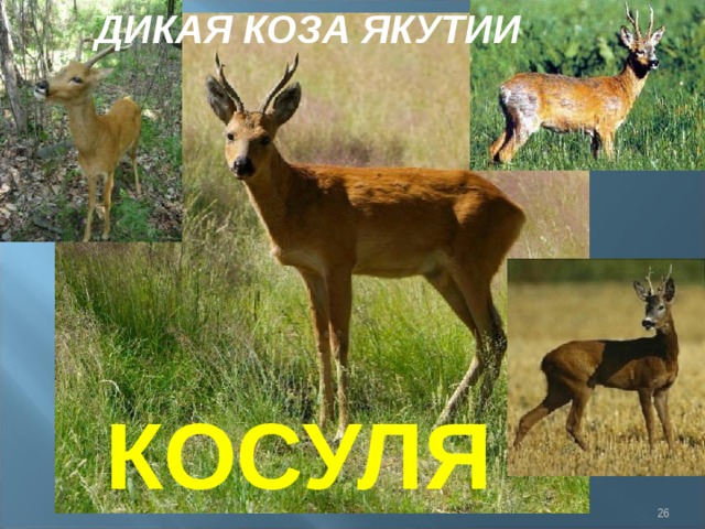 ДИКАЯ КОЗА ЯКУТИИ КОСУЛЯ  