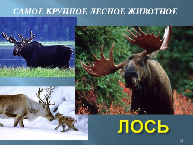 САМОЕ КРУПНОЕ ЛЕСНОЕ ЖИВОТНОЕ  
