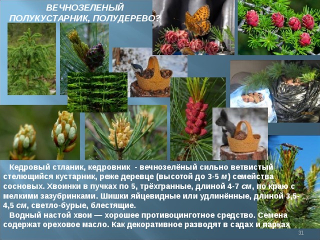 ВЕЧНОЗЕЛЕНЫЙ ПОЛУКУСТАРНИК, ПОЛУДЕРЕВО? Кедровый стланик, кедровник - вечнозелёный сильно ветвистый стелющийся кустарник, реже деревце (высотой до 3-5  м ) семейства сосновых. Хвоинки в пучках по 5, трёхгранные, длиной 4-7  см , по краю с мелкими зазубринками. Шишки яйцевидные или удлинённые, длиной 3,5-4,5  см , светло-бурые, блестящие. Водный настой хвои — хорошее противоцинготное средство. Семена содержат ореховое масло. Как декоративное разводят в садах и парках  