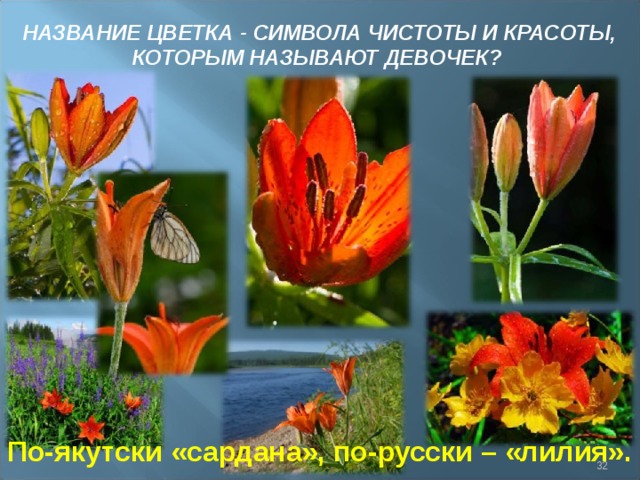 НАЗВАНИЕ ЦВЕТКА - СИМВОЛА ЧИСТОТЫ И КРАСОТЫ, КОТОРЫМ НАЗЫВАЮТ ДЕВОЧЕК? По-якутски «сардана», по-русски – «лилия».   