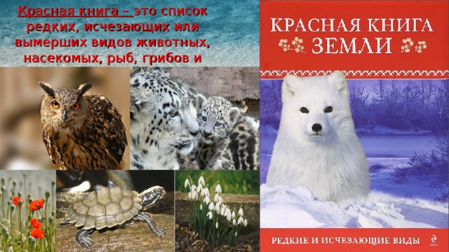 Красная книга – это список редких, исчезающих или вымерших видов животных, насекомых, рыб, грибов и растений. 