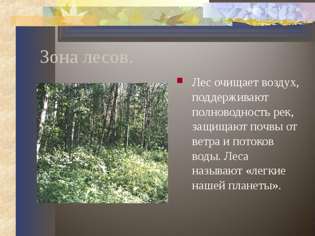 Зона лесов. Лес очищает воздух, поддерживают полноводность рек, защищают почвы от ветра и потоков воды. Леса называют «легкие нашей планеты». 