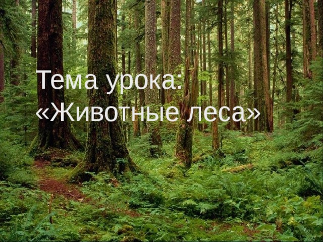 Тема урока: «Животные леса» 