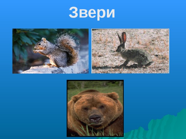  Звери 