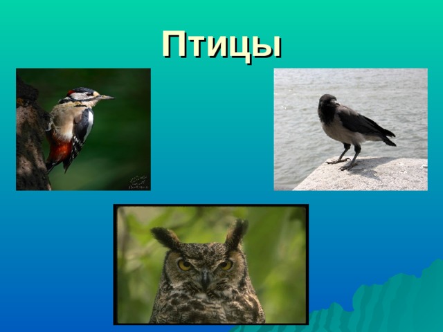 Птицы 