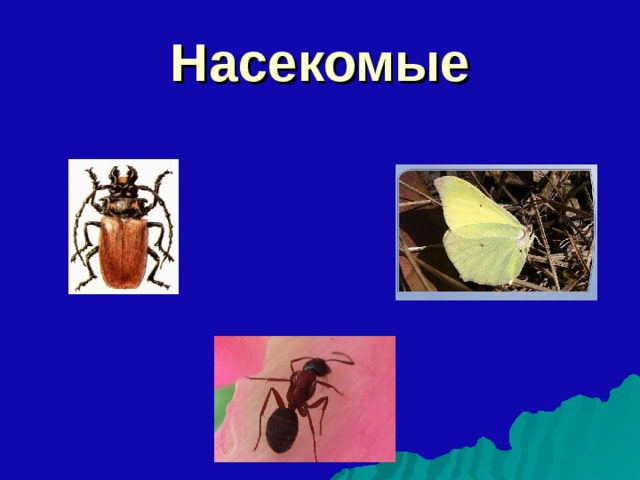 Насекомые 