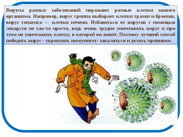Вирусы разных заболеваний поражают разные клетки нашего организма. Например, вирус гриппа выбирает клетки трахеи и бронхов, вирус гепатита — клетки печени. Избавиться от вирусов с помощью лекарств не так-то просто, ведь очень трудно уничтожить вирус и при этом не уничтожить клетку, в которой он живёт. Поэтому лучший способ победить вирус - укреплять иммунитет: закаляться и делать прививки. 