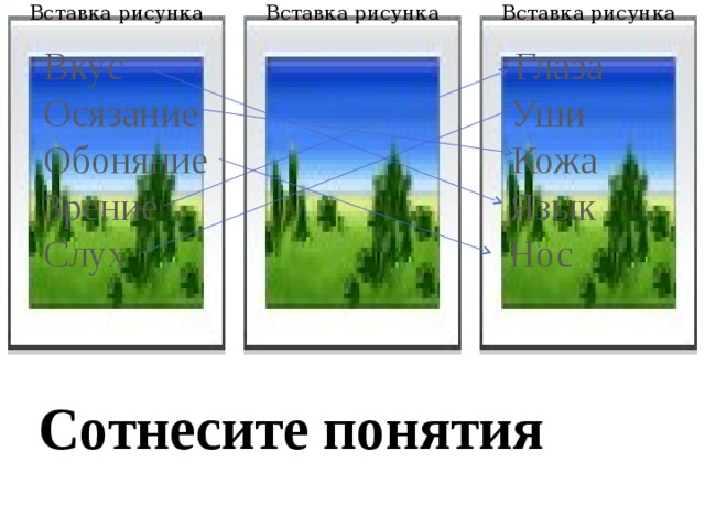 Вставка рисунка Вставка рисунка Вставка рисунка Вкус Глаза Осязание Уши Обоняние Кожа Зрение Язык Слух Нос Сотнесите понятия 