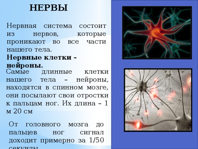 НЕРВЫ Нервная система состоит из нервов, которые проникают во все части нашего тела. Нервные клетки – нейроны. Самые длинные клетки нашего тела – нейроны, находятся в спинном мозге, они посылают свои отростки к пальцам ног. Их длина – 1 м 20 см От головного мозга до пальцев ног сигнал доходит примерно за 1/50 секунды. 
