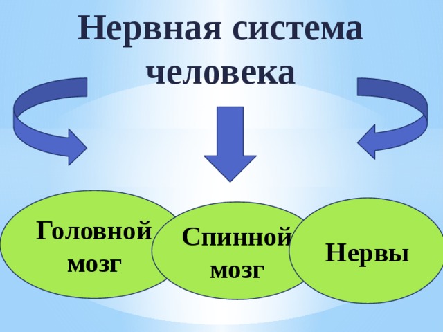 Нервная система человека Головной мозг Нервы Спинной мозг 