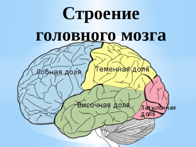 Строение головного мозга 