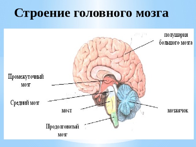  Строение головного мозга 