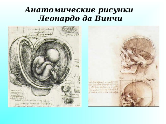 Анатомические рисунки Леонардо да Винчи 