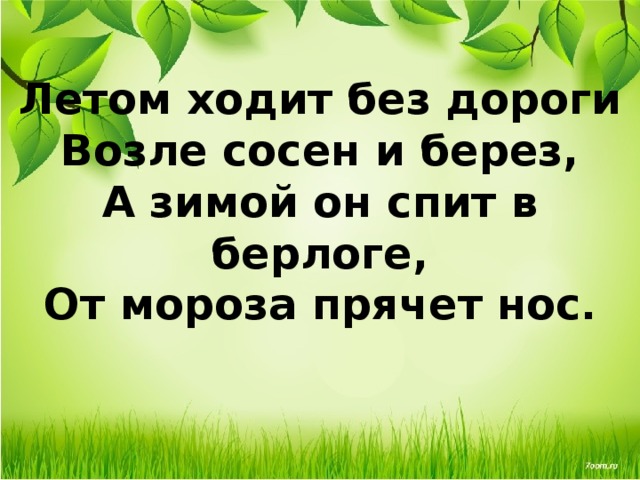 Летом ходит без дороги  Возле сосен и берез,  А зимой он спит в берлоге,  От мороза прячет нос . 