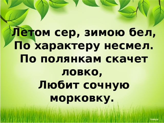  Летом сер, зимою бел,  По характеру несмел.  По полянкам скачет ловко,  Любит сочную морковку. 