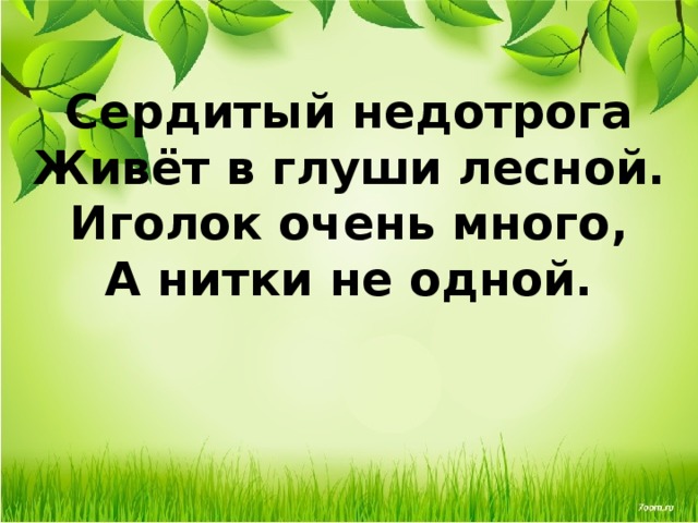 Сердитый недотрога  Живёт в глуши лесной.  Иголок очень много,  А нитки не одной. 