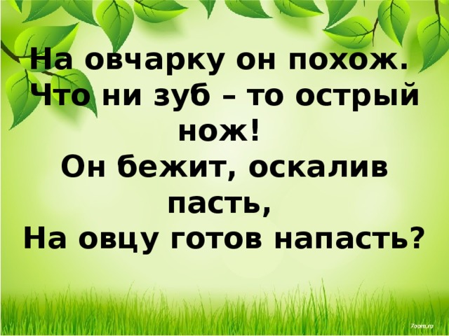 На овчарку он похож.   Что ни зуб – то острый нож!   Он бежит, оскалив пасть,   На овцу готов напасть? 
