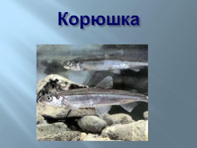 Корюшка беломорская (Osmerus dentex) обитает в бассейне Белого, Берингова и Охотского морей. Ранее этот вид считался подвидом европейской корюшки, но последняя ревизия выявила некоторые различия между ними и их выделили в отдельный вид. Проходной вид. Нагуливает в море, а на нерест идет в низовье рек большими косяками. Самки откладывают икру на песчанное дно или растения. Через какое-то время икринки всплывают и дрейфуют в воде. Нерестится этот вид с марта по апрель. Вырастает до 32 см  