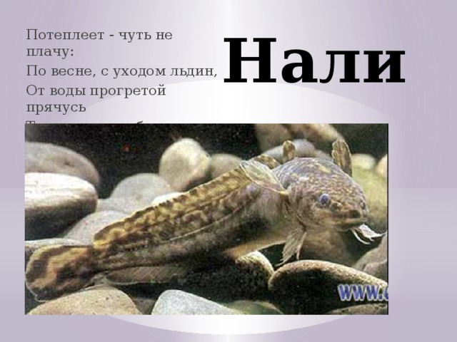 Налим Потеплеет - чуть не плачу: По весне, с уходом льдин, От воды прогретой прячусь Только я из рыб один. Потеплеет - чуть не плачу: По весне, с уходом льдин, От воды прогретой прячусь Только я из рыб один. Достигает длины 120 см и массы 24 кг, предельный возраст — 24 года — холодолюбивая рыба, нерестится и нагуливается в холодное время года. Он предпочитает холодные и чистые водоемы с каменистым иловатым дном и ключевой водой.  