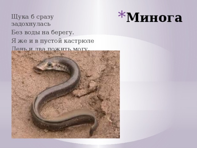 Минога Щука б сразу задохнулась Без воды на берегу. Я же и в пустой кастрюле День и два пожить могу. Щука б сразу задохнулась Без воды на берегу. Я же и в пустой кастрюле День и два пожить могу. живут в реках и речках до 4-6 лет, достигая 8-15 см длины. Мигрирующие на нерест особи имеют максимальную длину 48 см и массу 150 г, жилые формы крупных озёр — 33 см и мелкая форма — 25 см. Живёт до 4-6 лет. присасываются к ряпушке, сигу, кумже, плотве  