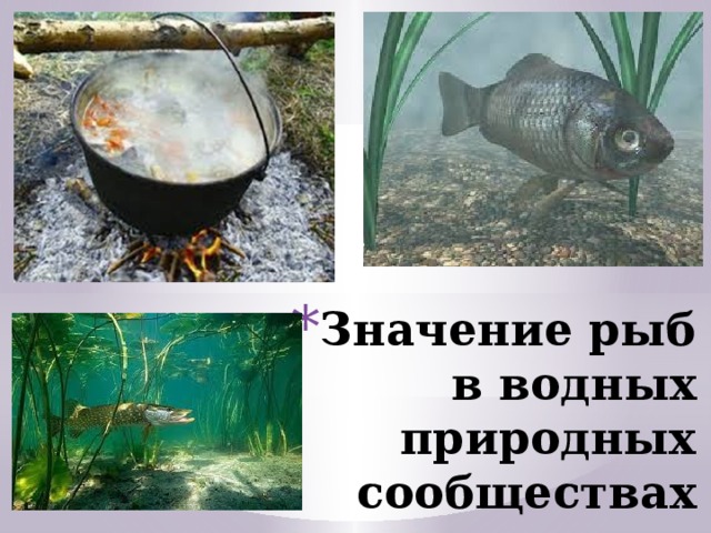 Значение рыб в водных природных сообществах Обитая во всех слоях водной стихии, рыбы используют различные пищевые ресурсы: от планктона и водорослей до представителей почти всех типов и классов животных. Питаясь, рыбы регулируют численность водных организмов и в то же время сами являются источником питания многих рыбоядных животных, главным образом птиц и зверей. Рыбы многих видов — важнейший источник питания людей. Отходы переработки рыбной продукции используются для кормления сельскохозяйственных животных (свиней, кур, уток), пушных зверей на зверофермах.  