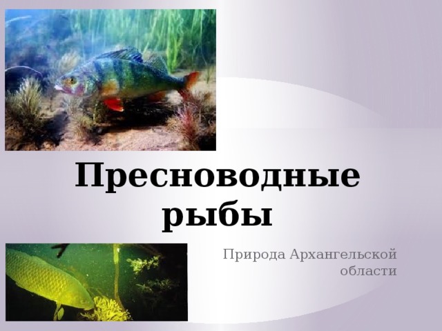 Пресноводные рыбы Природа Архангельской области  