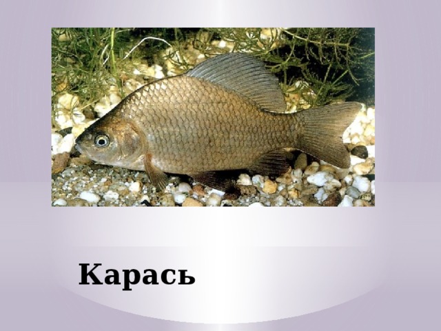 Карась 