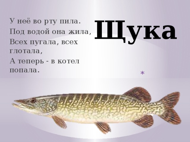 Щука У неё во рту пила. Под водой она жила, Всех пугала, всех глотала, А теперь - в котел попала. У неё во рту пила. Под водой она жила, Всех пугала, всех глотала, А теперь - в котел попала.  