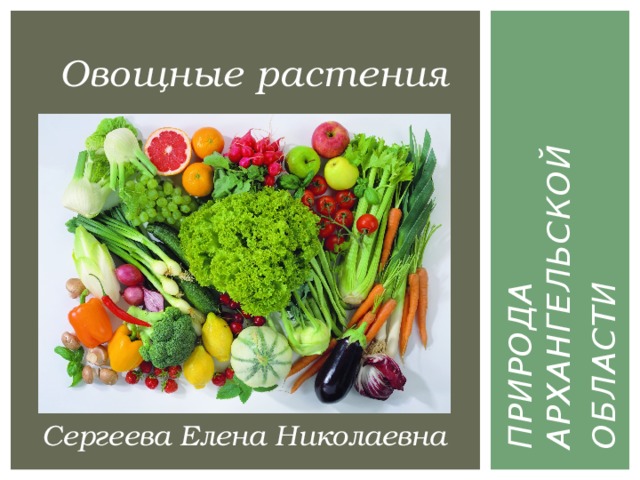 ПРИРОДА  АРХАНГЕЛЬСКОЙ ОБЛАСТИ Овощные растения  Сергеева Елена Николаевна 