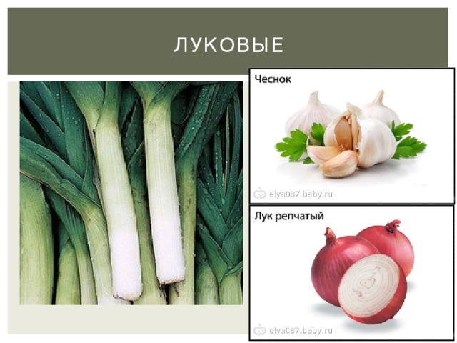 Луковые 