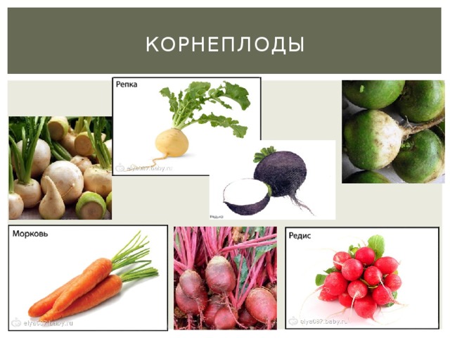 Корнеплоды 