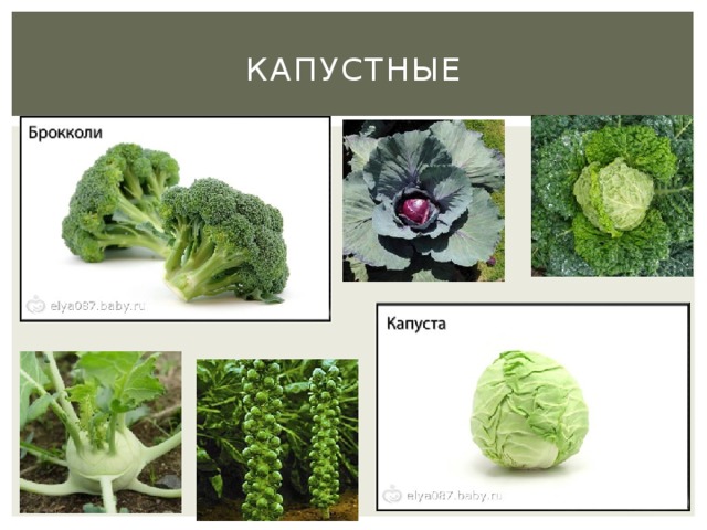 капустные 