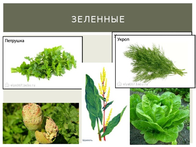 Зеленные 