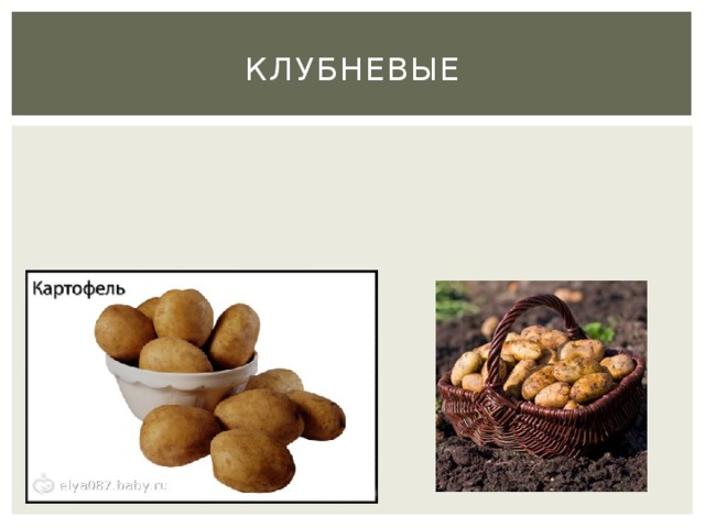 клубневые 